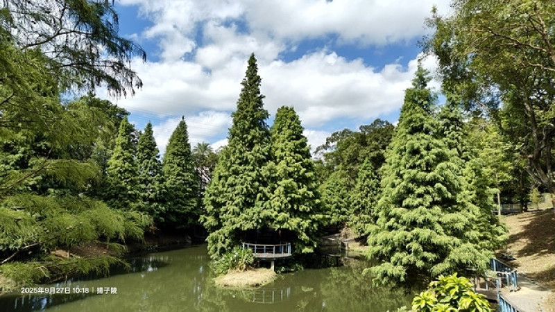 2025桃園長庚養生村，落羽松最新9/27現況分享，還沒變紅也超美！