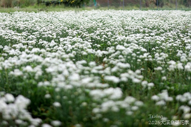 2025桃園大溪韭菜花季開跑！🌸活動日期：2025/8/30㊅ – 2025/9/30㊁，夢幻九月雪美到不像話，一片白茫茫超仙！