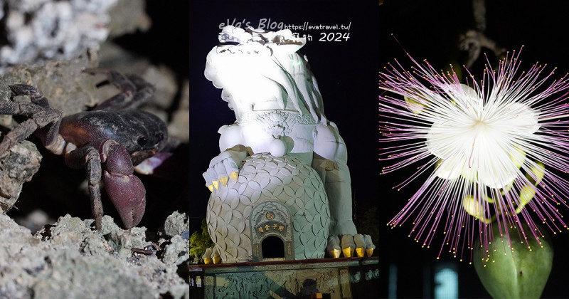 屏東縣琉球鄉【小琉球活動】夜間生態導覽｜觀星、紫地蟹、愛情鳥、棋盤腳花開體驗。小琉球旅行