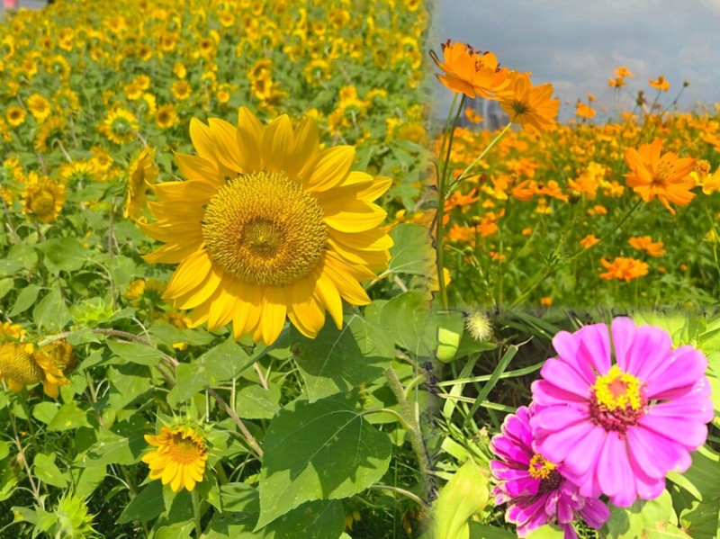 台北中山區 賞花+親子遊樂場，花博大佳河濱公園區18萬株向日葵花海、百日草、金盞花齊放｜大佳河濱公園｜台北免費景點