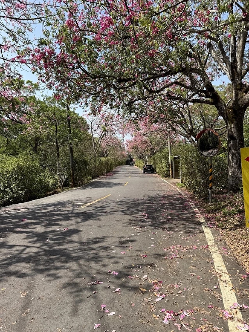 2025從粉紅花海走進海底龍宮，我的淡水奎柔山路(北8)美人樹大道與石門台灣珊瑚貝殼廟一日小旅行。