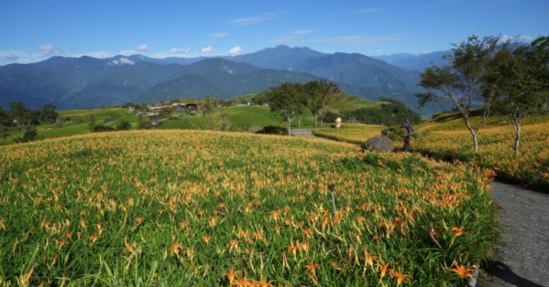2025花蓮富里金針花季攻略！六十石山金針花海必訪，金針花體驗活動全攻略。