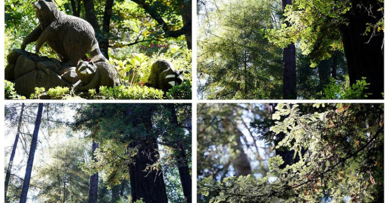 美國露營推薦：加州大蘇爾秘境探險，紅杉森林露營車、帳篷全攻略！