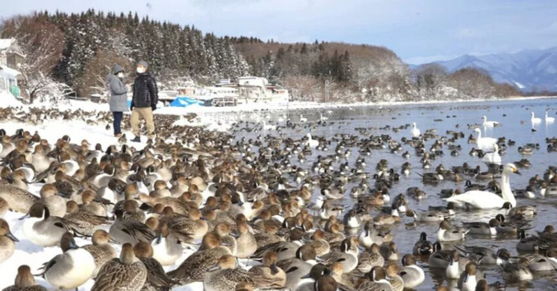 日本福島豬苗代湖冬季必訪！罕見樹冰奇景絕美，天鵝群聚成療癒雪白世界。