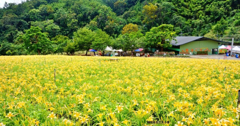 桃園金針花季必去！北台灣最大金針花海登場，百吉休閒農業區美照拍不完。