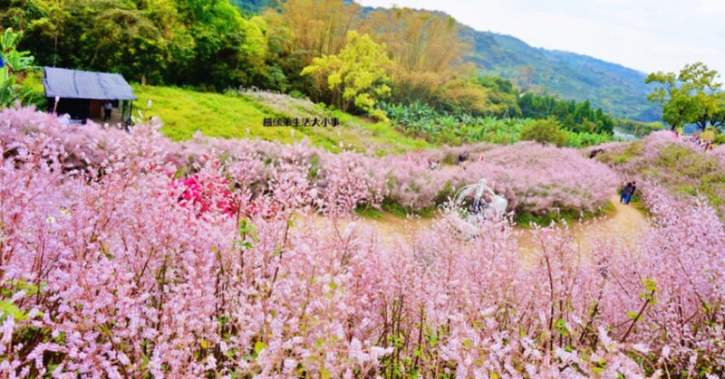 南投賞花秘境大公開！瑰蜜甜心玫瑰園麝香木花海夢幻必拍，情侶網美都愛。