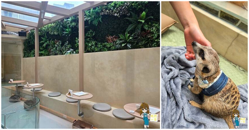 台北最萌咖啡廳！狐獴、貓咪陪吃OH MY ZOO Café，結合冰淇淋寵物友善餐廳。