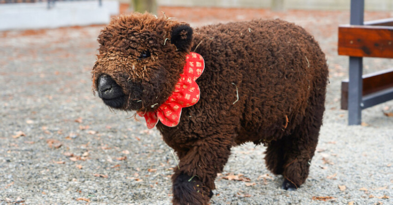 宜蘭樹懶餐廳超萌泰迪羊、鵜鶘秀等你！好吃餐點結合動物樂園，親子放電首選~