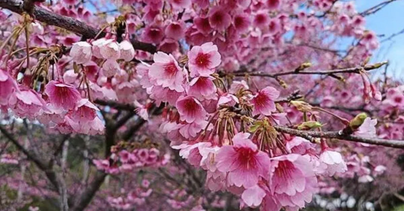 桃園蘆竹賞櫻秘境大公開！竹圃茶園小木屋農場，免人擠人享受幽靜賞花時光。