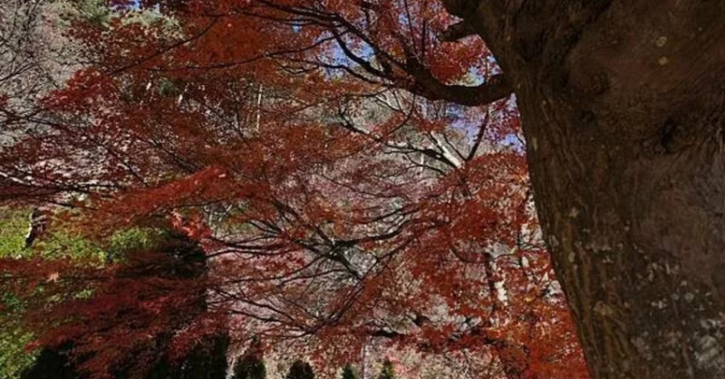 日本東京旅遊推薦！12月河口湖楓葉與富士山絕景，冬日限定之美