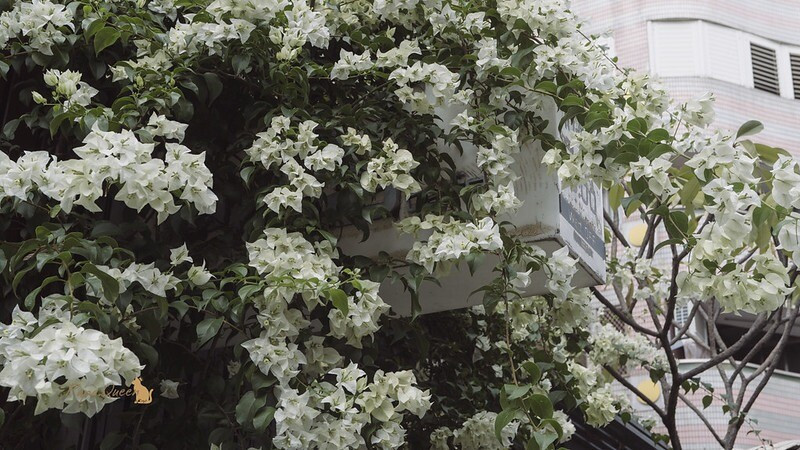 九重葛花季限定！鬆弛感咖啡館Edia cafe，卡布奇諾配酥脆可麗露享受慢時光。