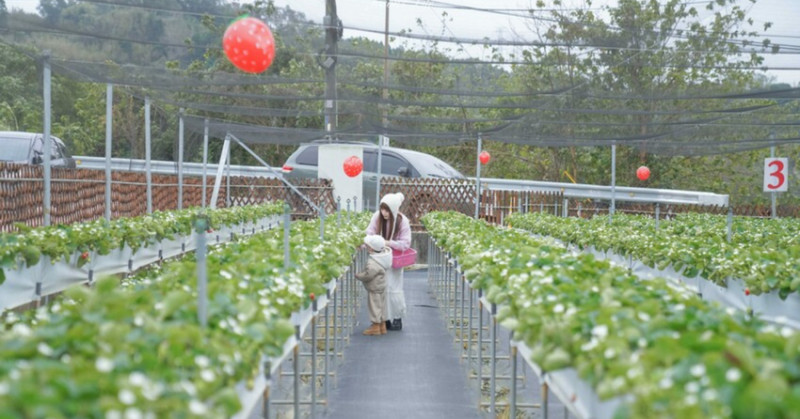 苗栗景點大湖採草莓一日遊！赤坡高架草莓園免彎腰，必去苗栗咖啡廳。