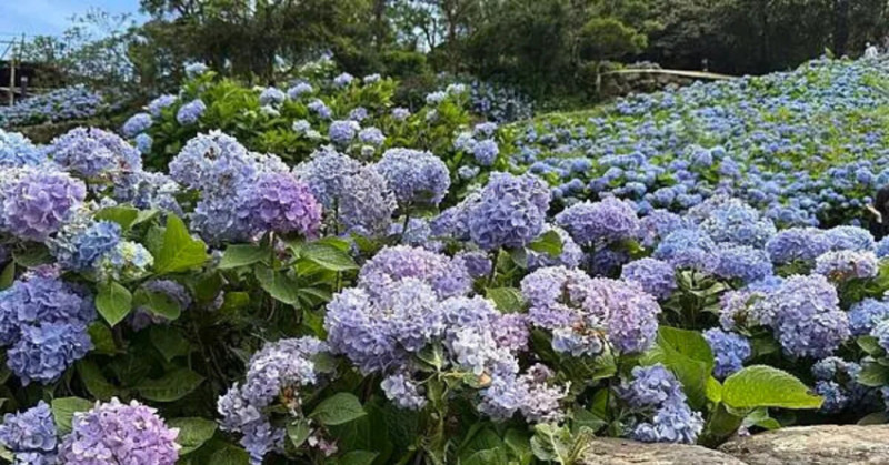 2025宜蘭繡球花季！石牌縣界公園藍紫色繡球花海，金面大觀眺望蘭陽平原。