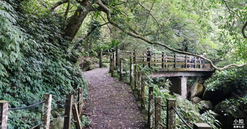 新竹尖石馬胎古道步道！百年茄苳樹 繩索吊橋，悠閒健行好去處。