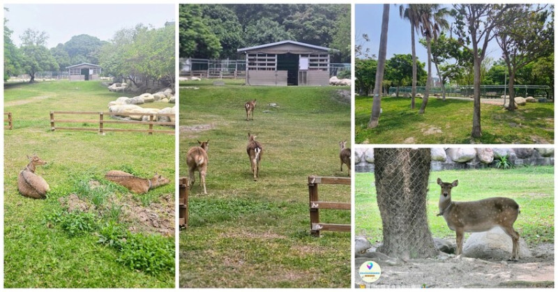 鹿港獨特景點推薦！免費觀賞梅花鹿，飯後漫步與大自然完美結合！