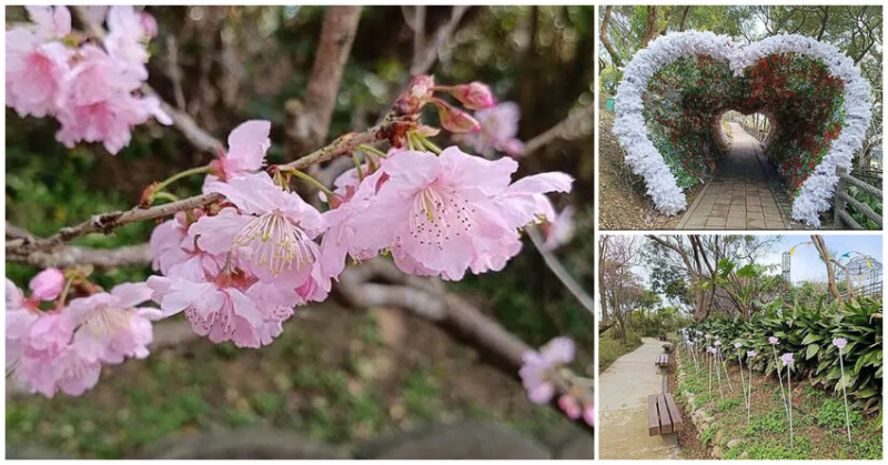 桃園蘆竹大古山賞櫻！香水櫻浪漫綻放，桃園賞櫻秘境。