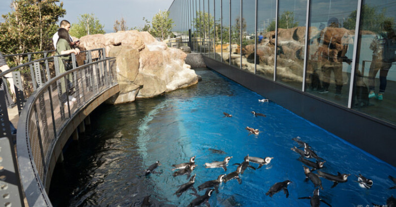 日本新潟必訪「上越市立水族博物館」世界最多麥哲倫企鵝 海底隧道超震撼。