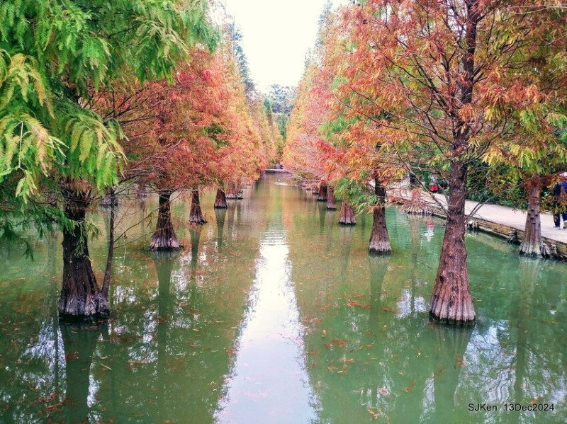 (苗栗景點)「苗栗落羽松林莊園秘境」--- 隱身在山間秘境，連綿山巒中蘊藏水中落羽松林夢幻唯美!