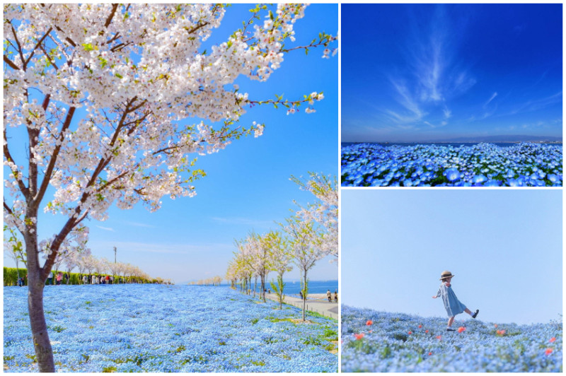 大阪就有粉蝶花海！與大海、藍天合而為一的藍色花海，「大阪舞洲Sea Side Park」絕美「粉蝶花祭2020」4月開跑，關西最大100萬株粉蝶花必拍