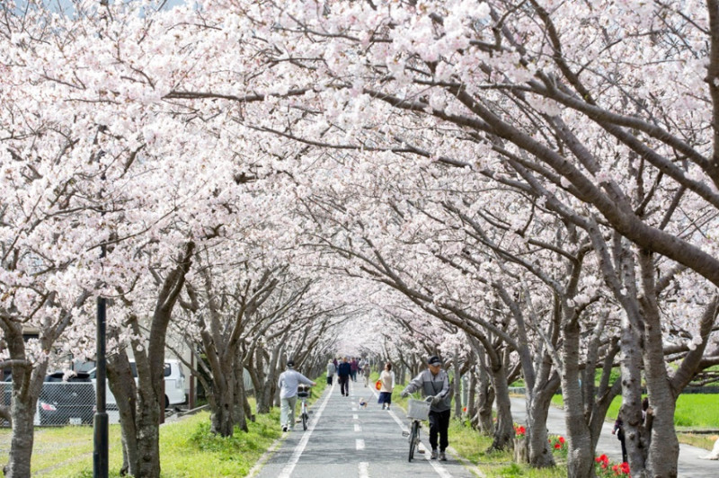 佐賀移動新選擇！單車代步暢行在徐福自行車道～日本唯一熱氣球博物館、入口即化佐賀牛等厲害景點一次攻略！