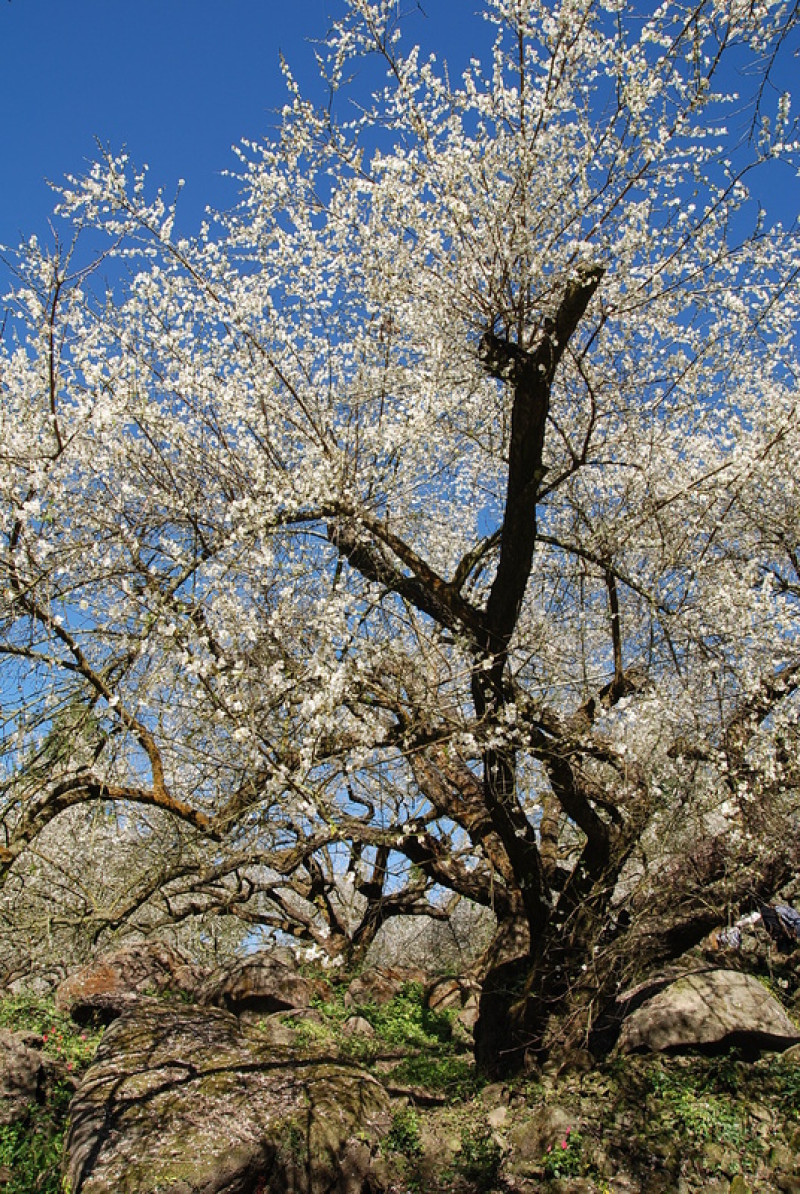 ◈南投◈ⓜ烏松崙ⓜ