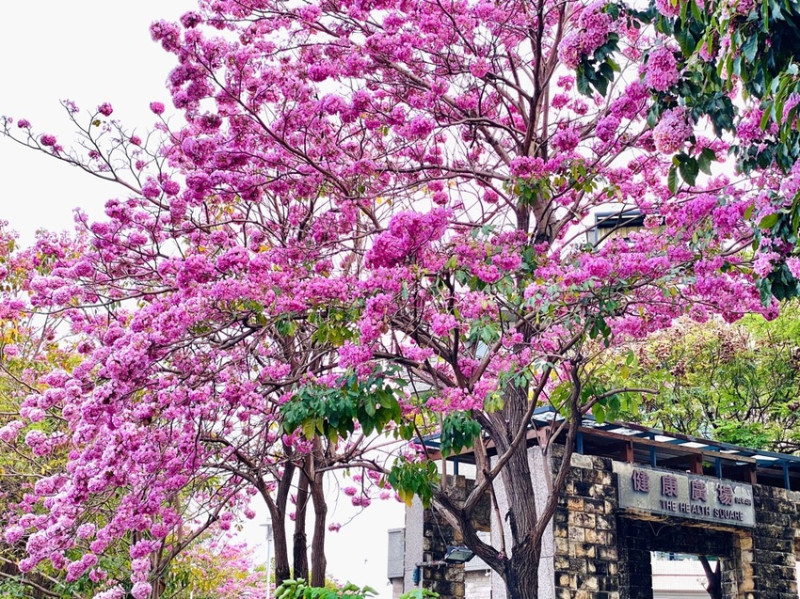 台南體育公園最浪漫!!!竹溪旁的粉紅風鈴木花海 @竹溪健康廣場｜拍攝日：4/15｜蘋果手機 iPhone 11 pro max拍攝 - 進食的巨鼠