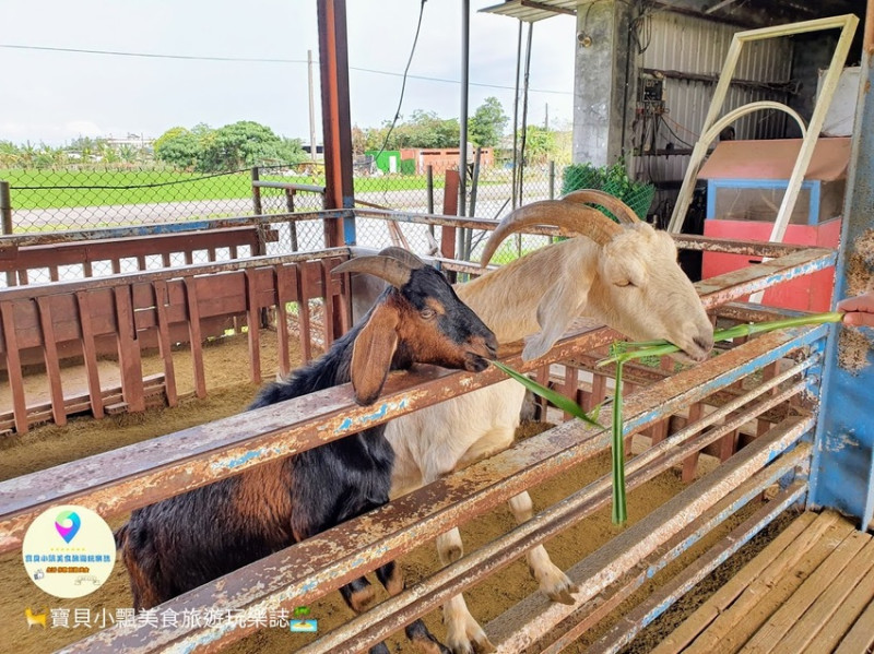 [遊]宜蘭 員山 親子同樂餵食體驗 免門票  羊咩咩陪您渡過愉快的假期~ 可達休閒羊場