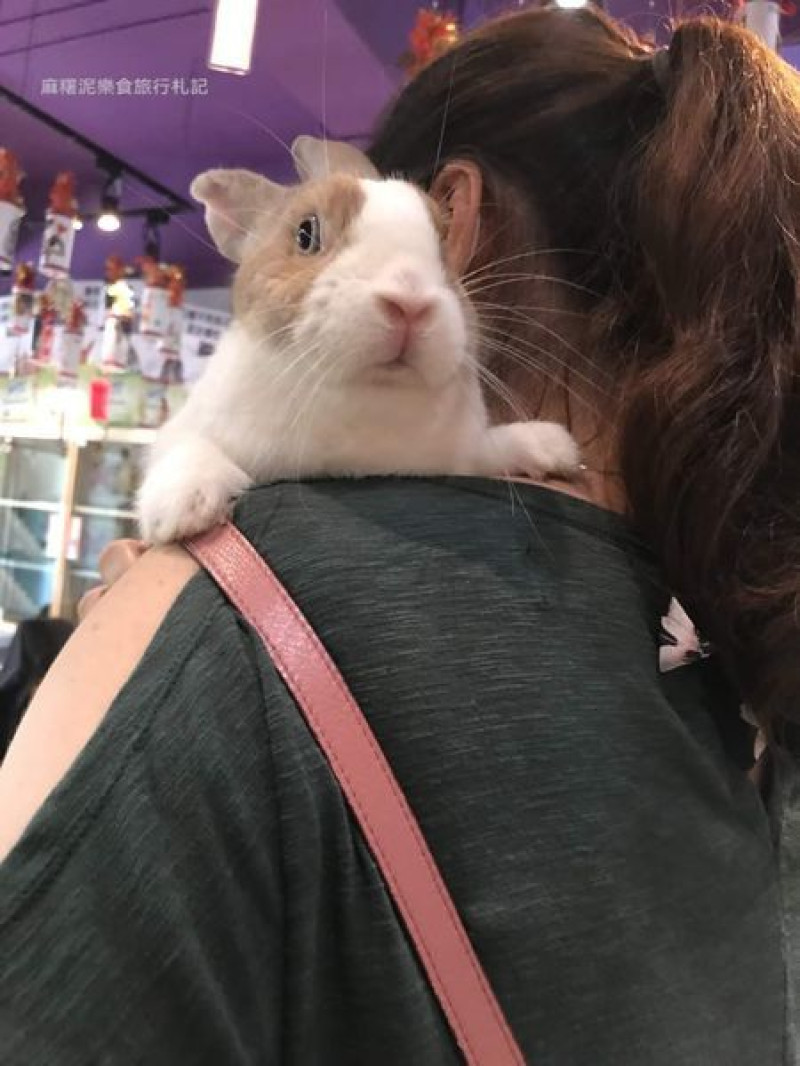 【台中 東區】台中兔兔寵物友善餐廳、可愛兔兔餐點、來吸兔兔吧『魔法兔兔mf22』