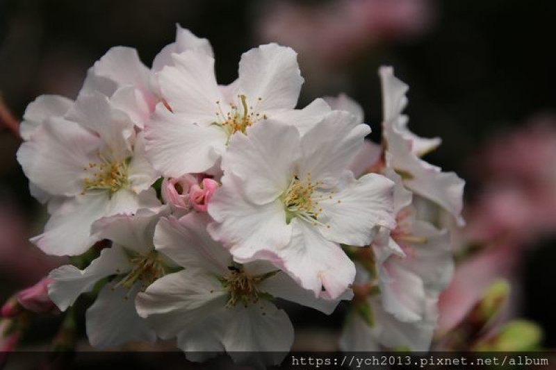 北投賞櫻／東昇路頂湖福德宮墨染櫻與風尾步道田園大山櫻