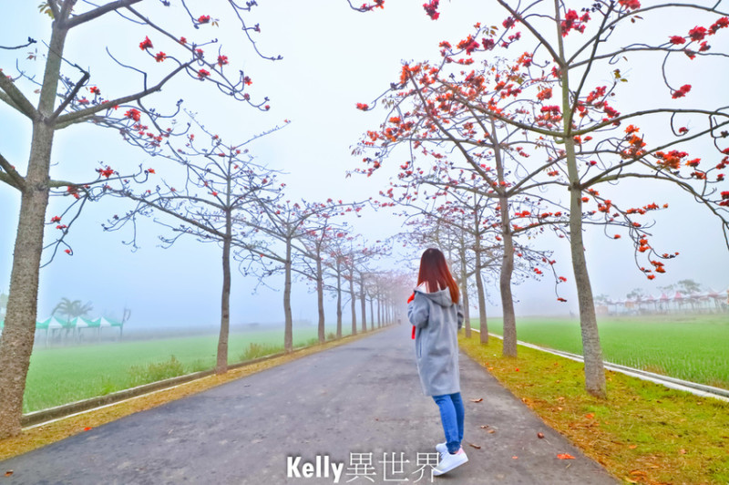 |台南白河景點 白河林初埤木棉花道 2020木棉花節已開跑 木棉花樹交織而成浪漫的林蔭大道 季節限定|