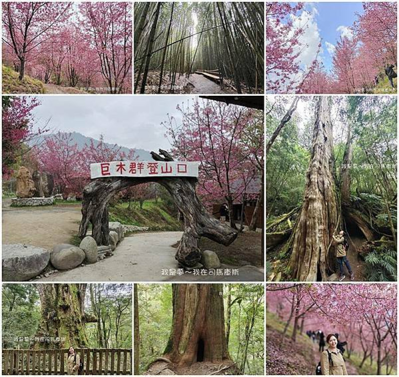 『新竹。司馬庫斯』～2021櫻花季／巨木群登山步道／五星級景觀廁所