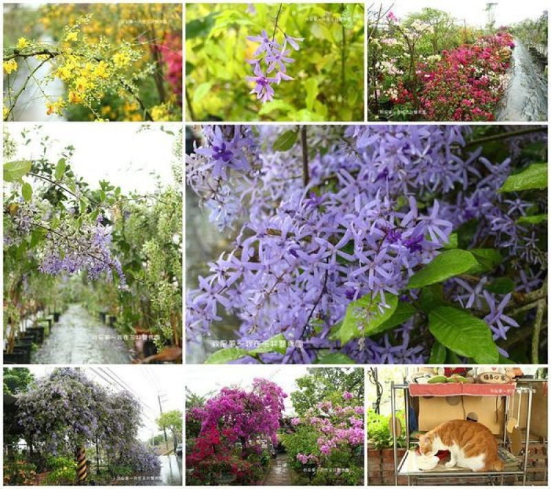 『台南。玉井雙秀園』～2020夢幻紫錫葉藤／免費景點／園藝植栽／咖啡簡餐