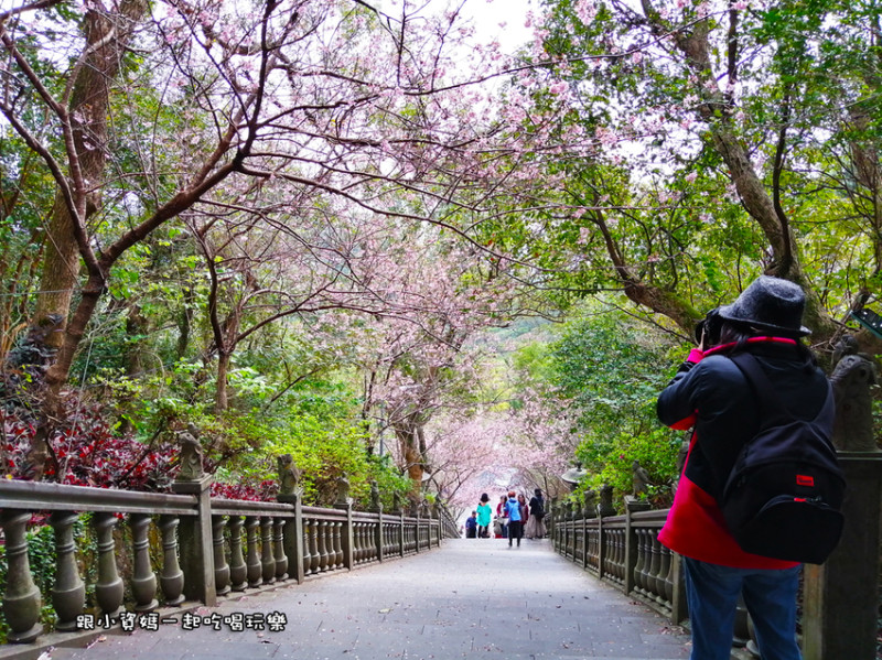 【台北市內湖景點】內湖碧山巖 白石湖吊橋 同心池 夫妻樹 賞櫻花 爬山健行 情侶 親子一日遊推薦 捷運文湖線景點