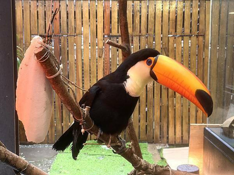 肉球森林 - 大嘴鳥~大嘴鳥~大嘴大嘴大嘴大嘴~大嘴鳥