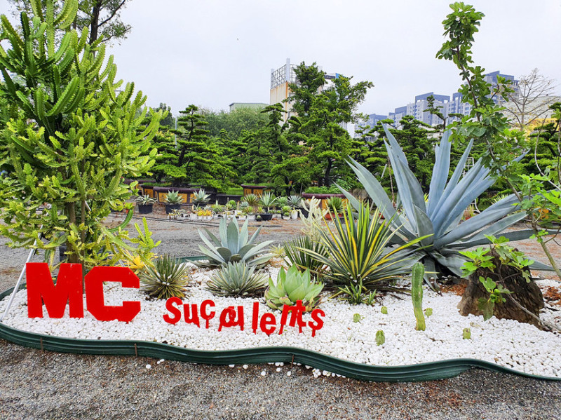 【高雄多肉】MC多肉園 韓國連線 多肉迷的後花園 種類多到爆炸 提著菜籃子逛就對了