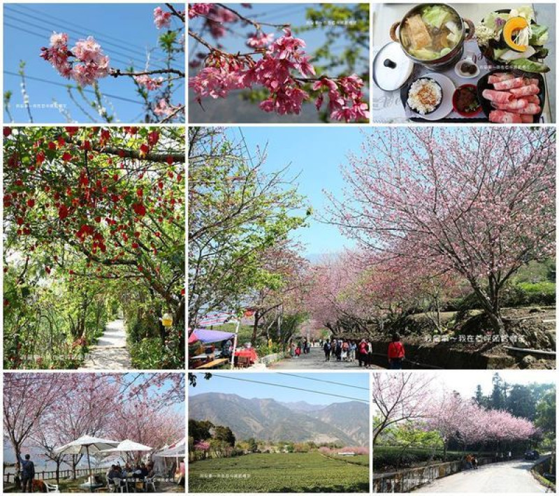 『南投。2020草坪頭櫻花季』～停車資訊／冠鈺園小火鍋