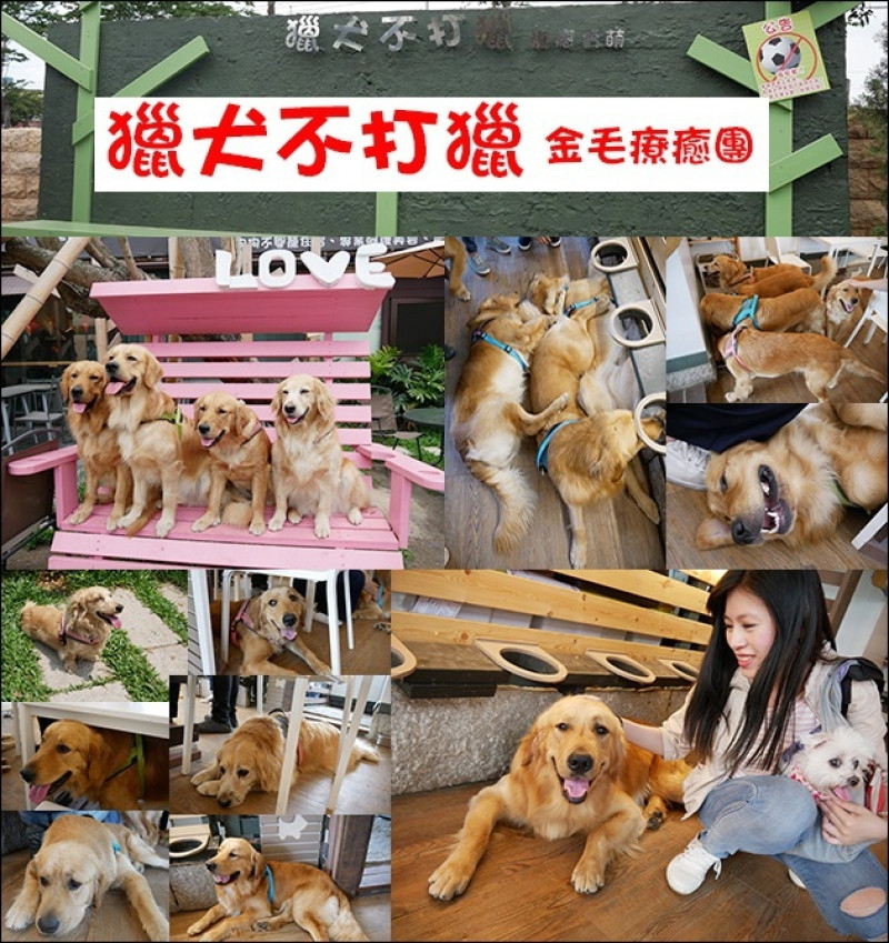 【台中景點】獵犬不打獵，金毛療癒團的黃金獵犬主題餐廳，喜歡阿金的一定要來，這裡有10+1隻狗兒在等你唷。天阿!曾經幻想著被黃金獵犬包圍，現在終於實現啦!