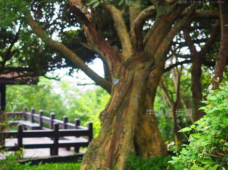 新北五股觀音山親子步道︱山景 海景 自然生態一次get的牛港稜步道