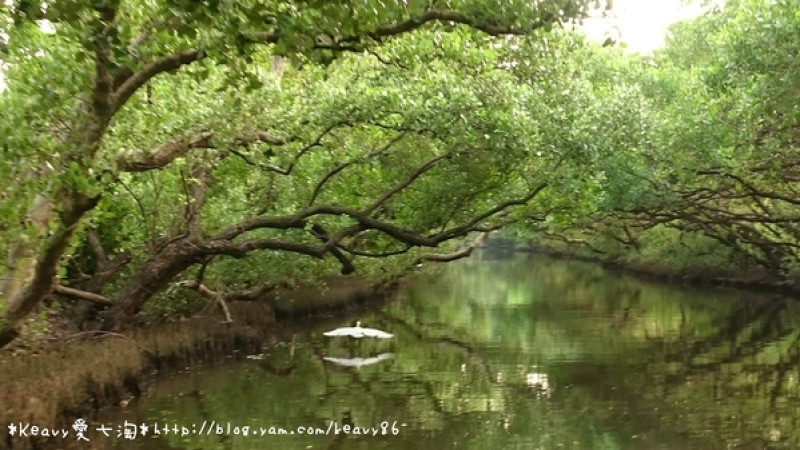 ★台南安南★【四草綠色隧道】台版迷你亞馬遜河。坐竹筏遊紅樹林生態之旅。