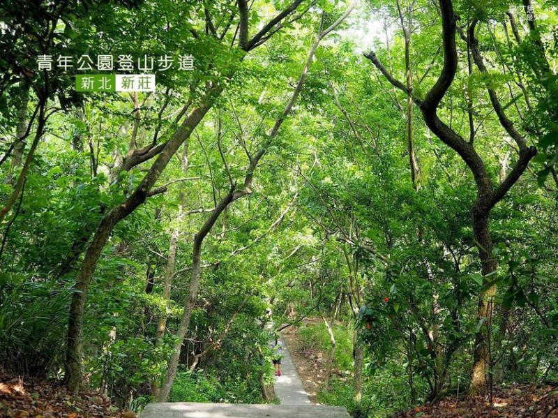 新莊人的後山美景︱青年公園登山步道 樟腦寮步道