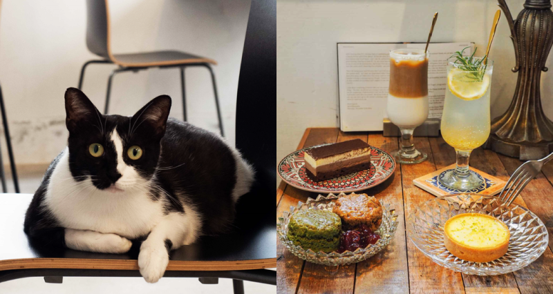 【台中中區】谷地Goody☞獨棟老房子裡的靜謐復古，還有一隻親人萌貓相伴。