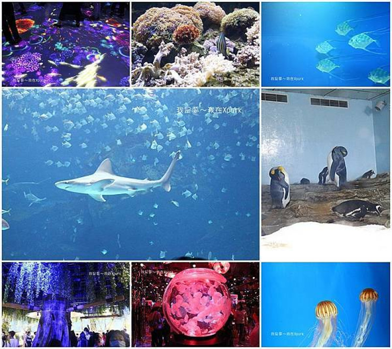 『桃園。Xpark都會型水生公園』～日本橫濱八景島／KKday購票／進場注意事項