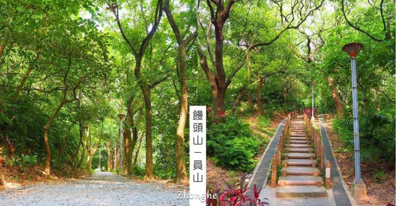 松鼠在樹林裡蹦蹦跳跳的中和員山