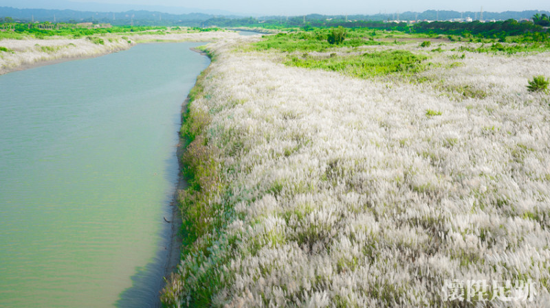 秋天來了！台南景點下起九月雪，橋下一片浪漫雪白大地｜台南賞花趣　大內景點甜根子