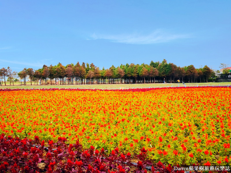 桃園綠色生活悠遊節|桃園花海一日遊(花海地景/蘆竹落羽松秘境/廟會市集派對)