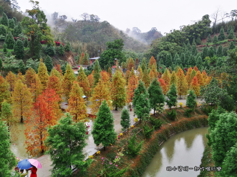 【苗栗縣三灣鄉景點】三灣落羽松秘境 紅橘黃綠的漸層落羽松令人嘆為觀止 風景美不勝收 北部親子一日遊推薦 免收門票