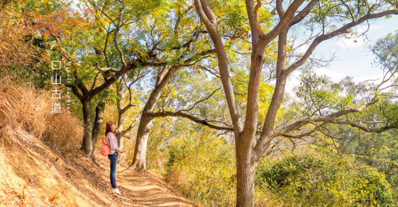聽，風拂過古道的聲音︱苗栗造橋口山古道