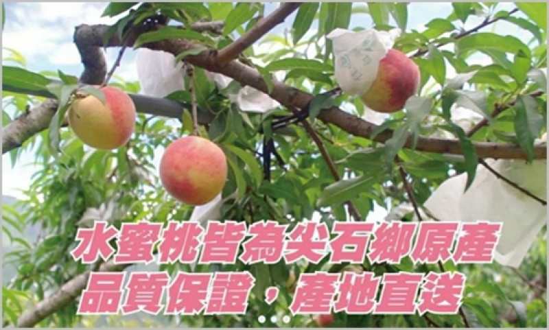 水蜜桃成熟囉！感謝支持原鄉果物　尖石鄉公所輔導水蜜桃農戶產銷　網購開賣首日狂售超過 2800 盒