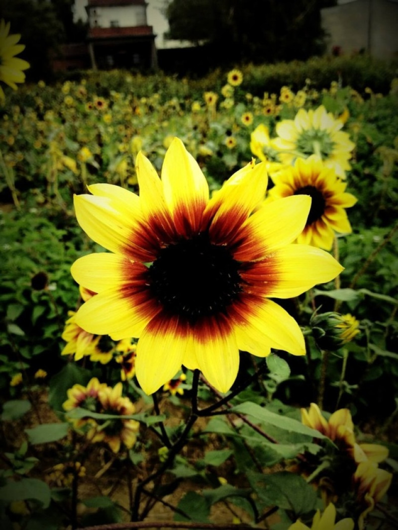 旅行｜桃園 向陽農場 向日葵花海