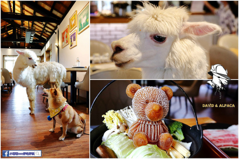 【食。台北】大衛小小羊David& Alpaca〜台北草泥馬餐廳，最萌店員陪你用餐，與羊駝零距離互動超療癒